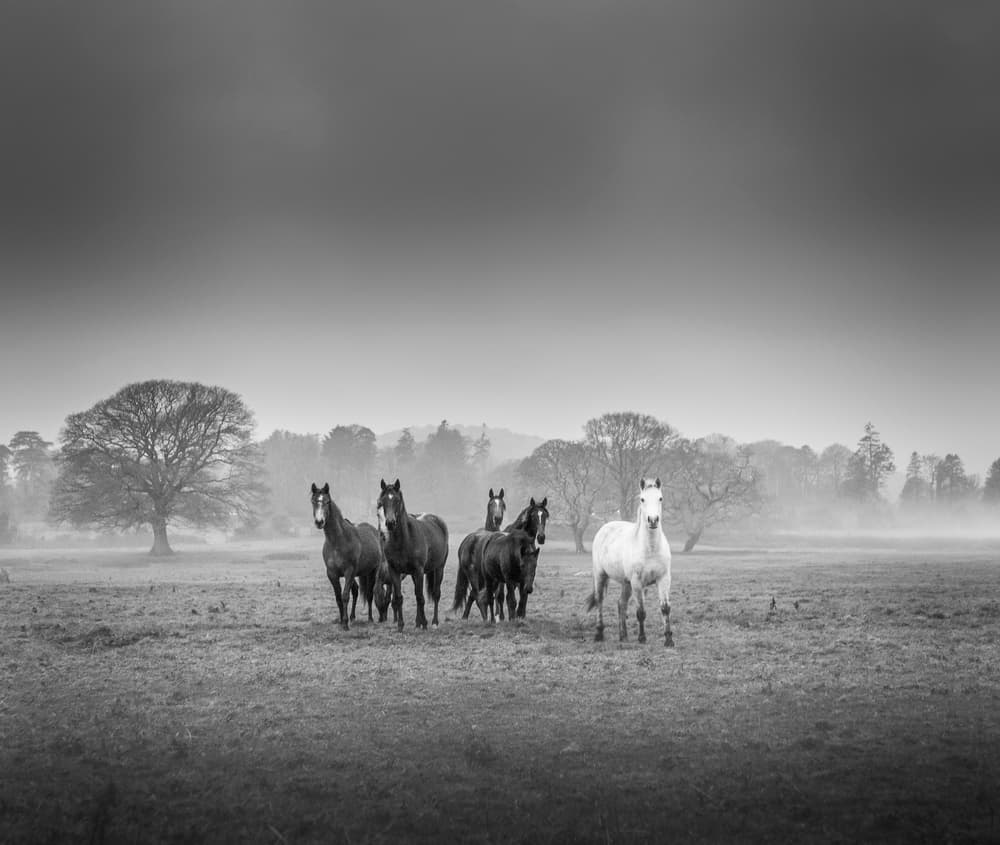 Misty Field Horses by David Ahern — canvas wall art