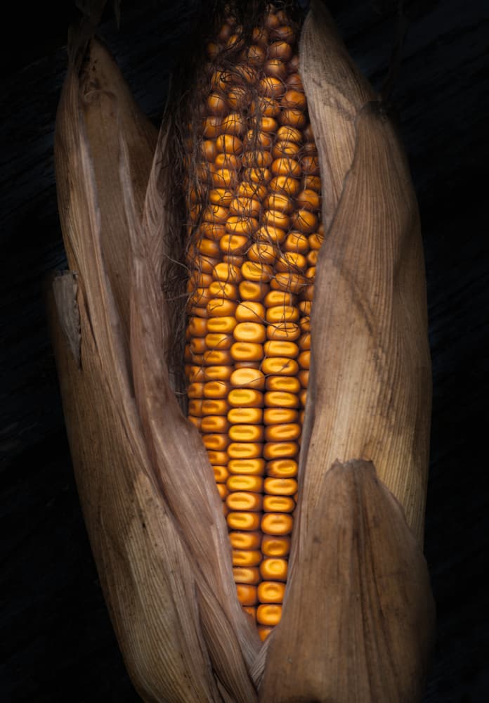 Golden Corn Glow by Hans Günther — canvas wall art