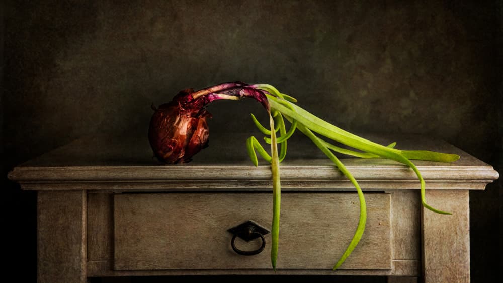 Moody Sprouting Onion by Felice Angelino — canvas wall art