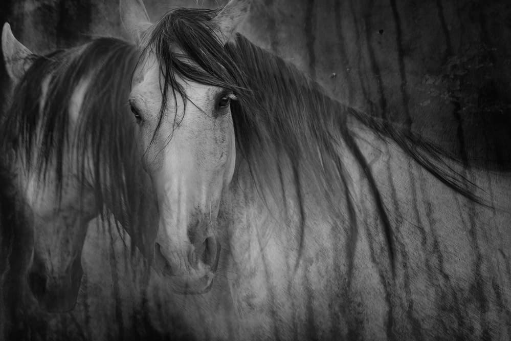Dream Horse Pair by Martine Benezech — canvas wall art