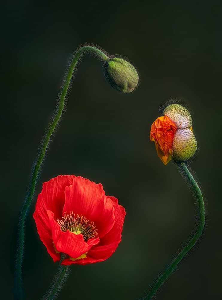 Poppy Life Stages by Ben.C.L — canvas wall art