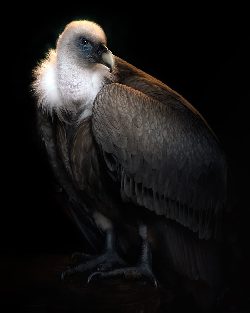 Majestic Vulture Portrait by Santiago Pascual Buye — canvas wall art