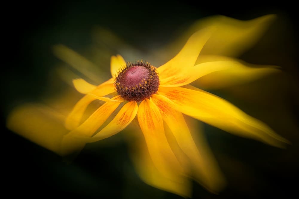 Dreamy Yellow Flower by Cheryl Eagers — canvas wall art
