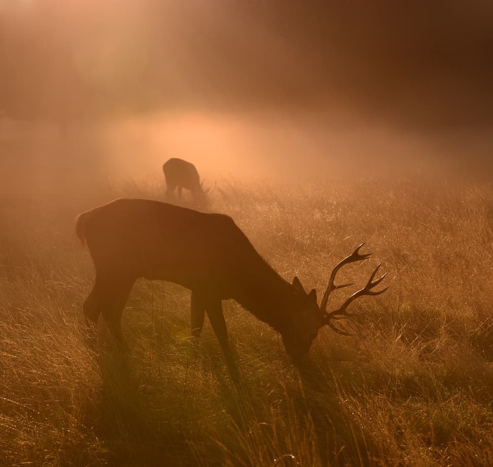 Golden Morning Stag by Robert Fabrowski — canvas wall art