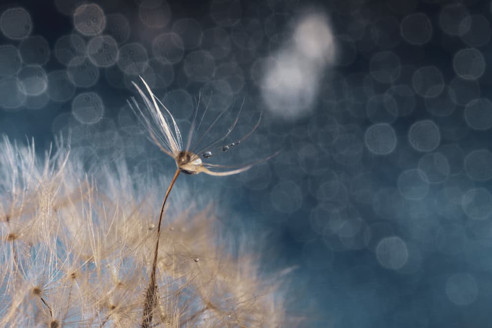 Leaving the spirit by Igor Kopcev — canvas wall art