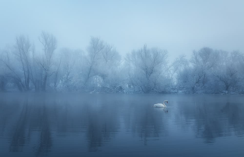 Misty Winter Swan by Leicher Oliver — canvas wall art