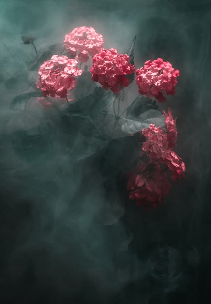 Ethereal Pink Flowers by Hilda Champion — canvas wall art