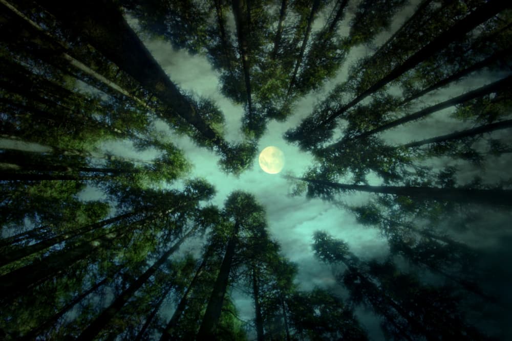 Moonlit Forest Night by Robert Fabrowski — canvas wall art