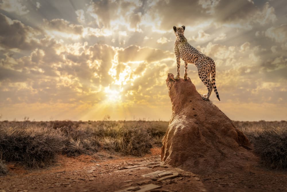 Cheetah At Sunset by Marcel Egger — canvas wall art
