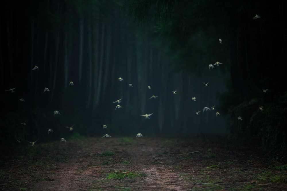 Misty Forest Birds by Luís Godinho — canvas wall art