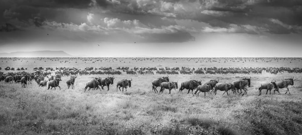 Wild African Migration by Jeffrey C. Sink — canvas wall art