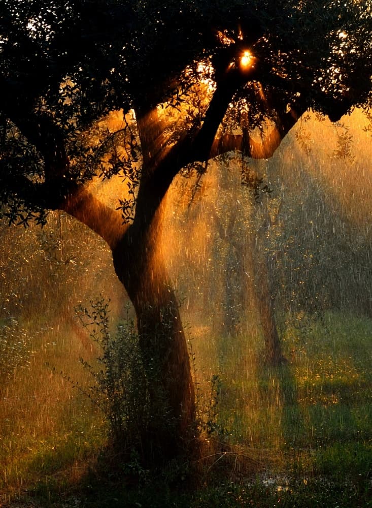 Golden Rain Shower by Stefano Castoldi — canvas wall art
