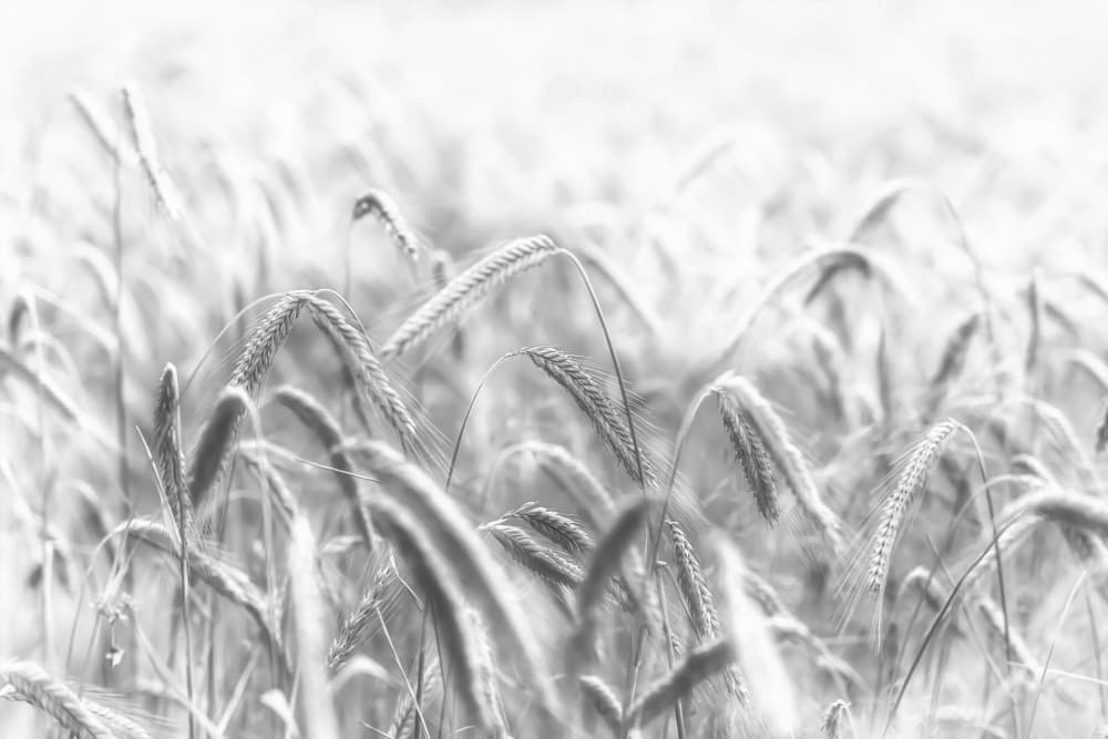 Serene Grain Field by Michael — canvas wall art