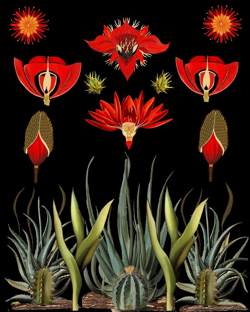 Red Desert Blooms by giovanna nicolo — canvas wall art