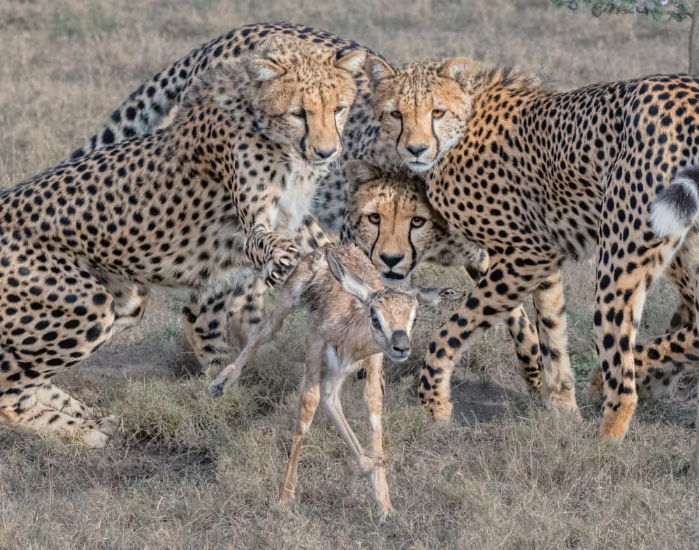 Four Cheetahs Fawn by Richard Li — canvas wall art