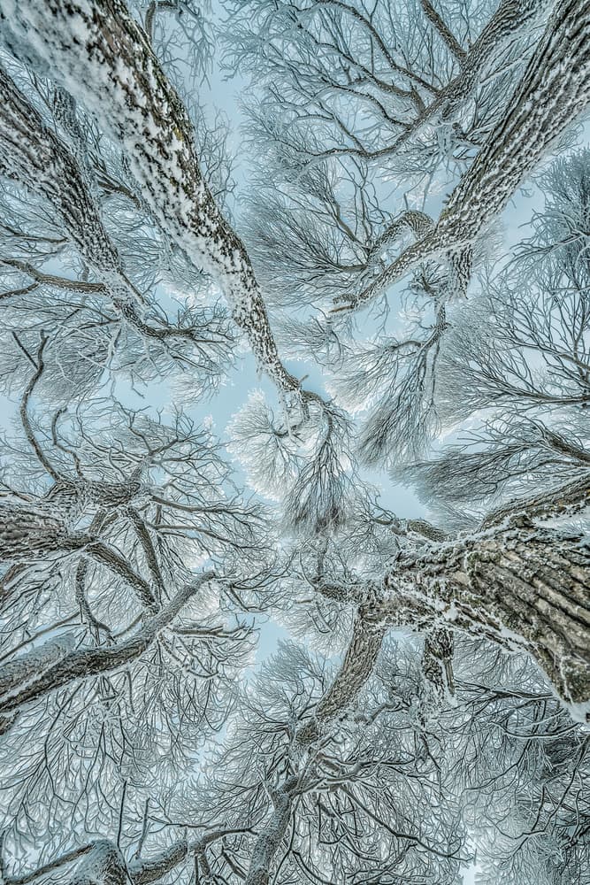 Frosted Winter Trees by Petri Damstén — canvas wall art