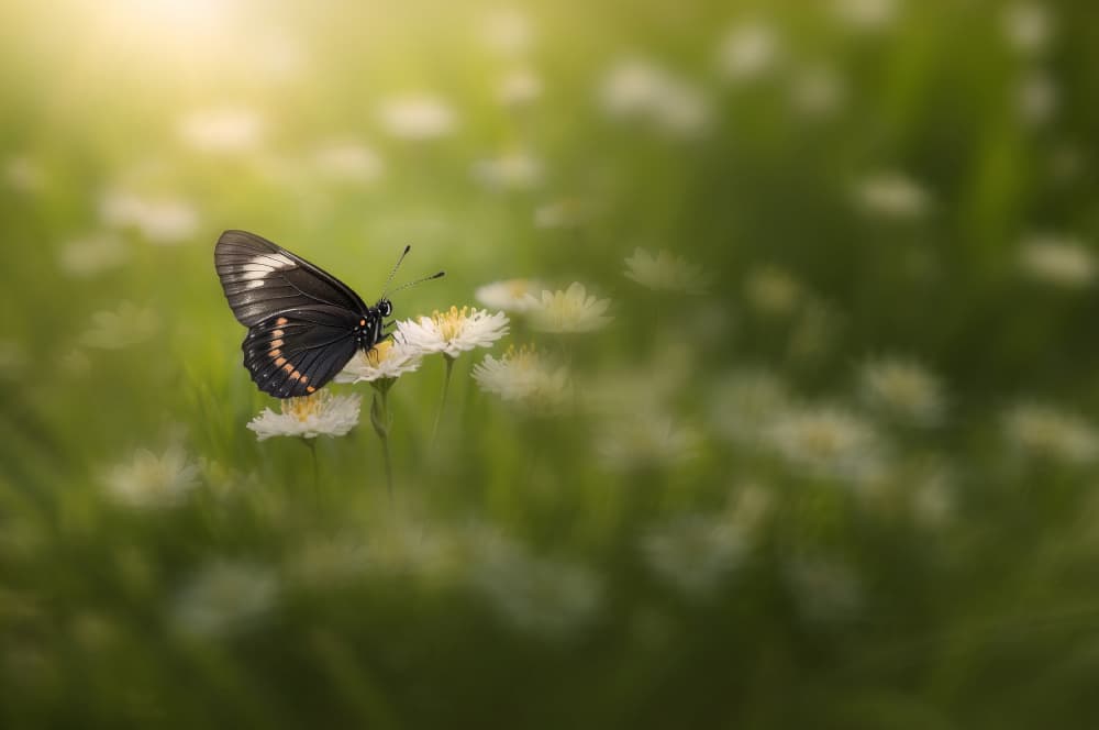 Peaceful Meadow Butterfly by Edy Pamungkas — canvas wall art