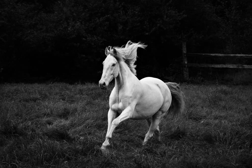 Powerful White Horse Gallops by Cembrzynski Ignacy — canvas wall art