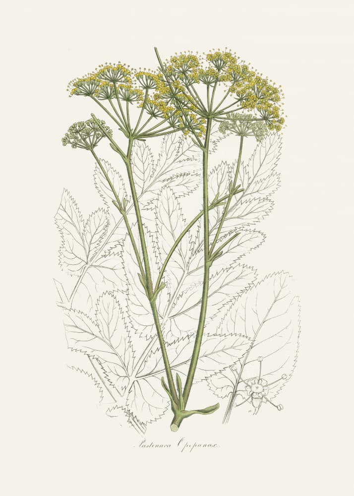 Opobalsam (pastinaca Opopanax)  Medical Botany by John Stephenson and James Morss Churchill — canvas wall art