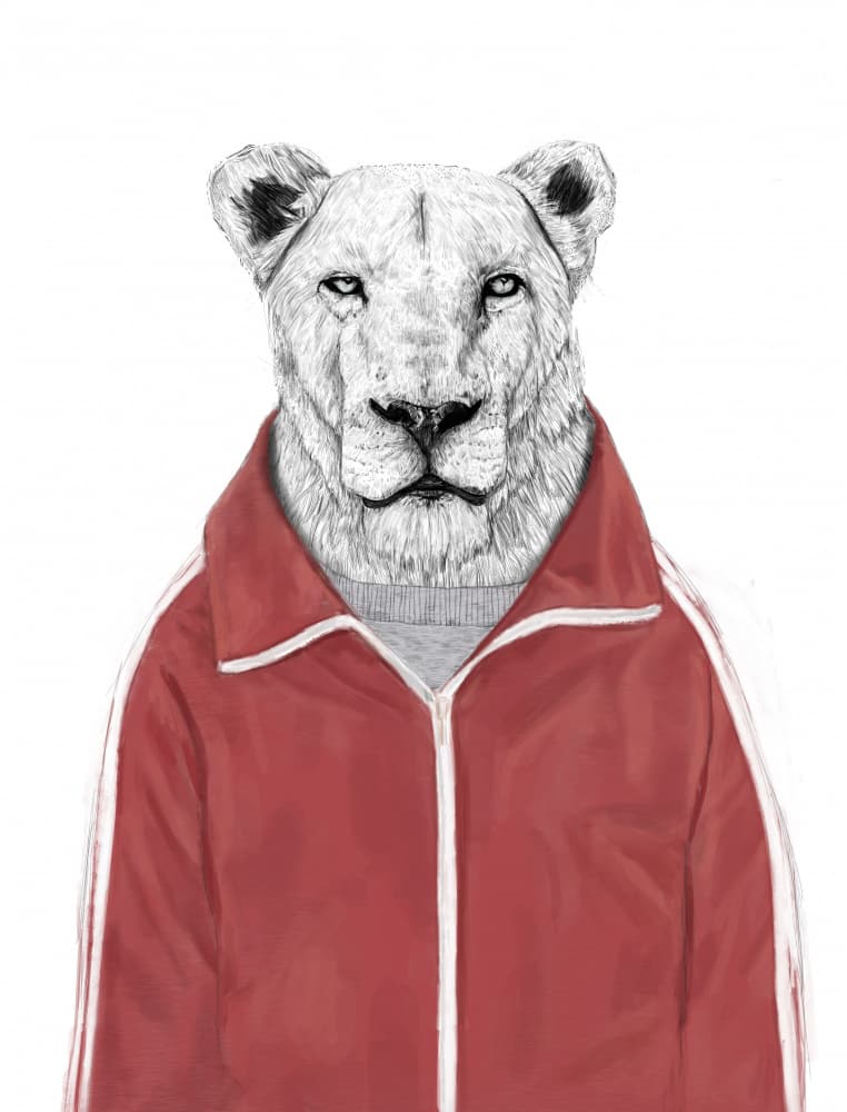 Stylish Lioness Tracksuit by Balazs Solti — canvas wall art