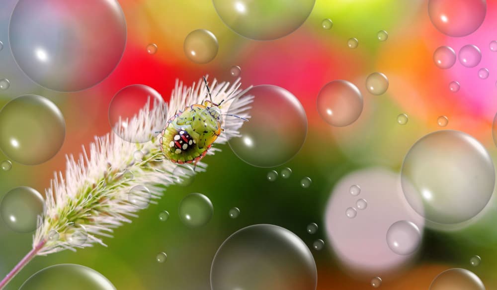 Vibrant Bug and Bubbles by Thierry Dufour — canvas wall art
