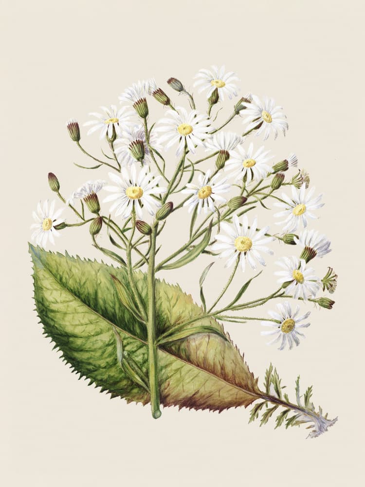 Senecio Hectori Drawn By Sarah Featon (1848–1927) by Sarah Featon — canvas wall art