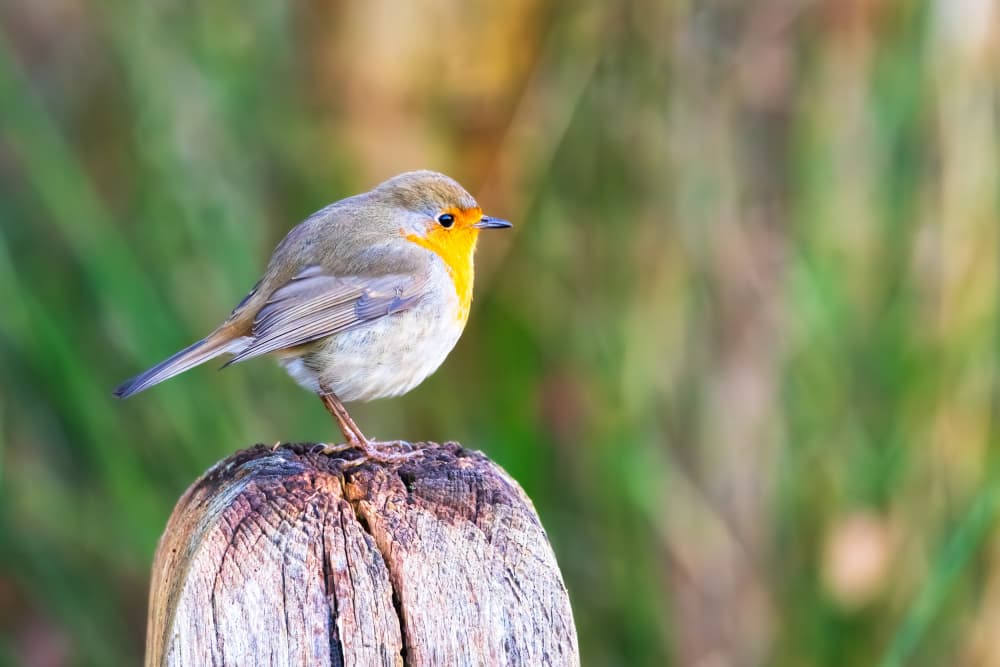 Vibrant Robin Perched by Leif Løndal — canvas wall art