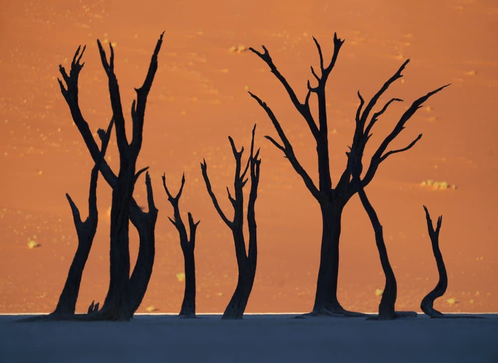 Desert Tree Silhouettes by Sarawut Intarob — canvas wall art