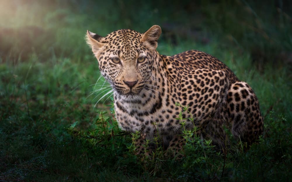 Intense Leopard Gaze by Ricardo Gayan — canvas wall art