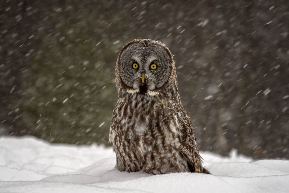 Great Gray Winter Owl by Nick Kalathas — canvas wall art