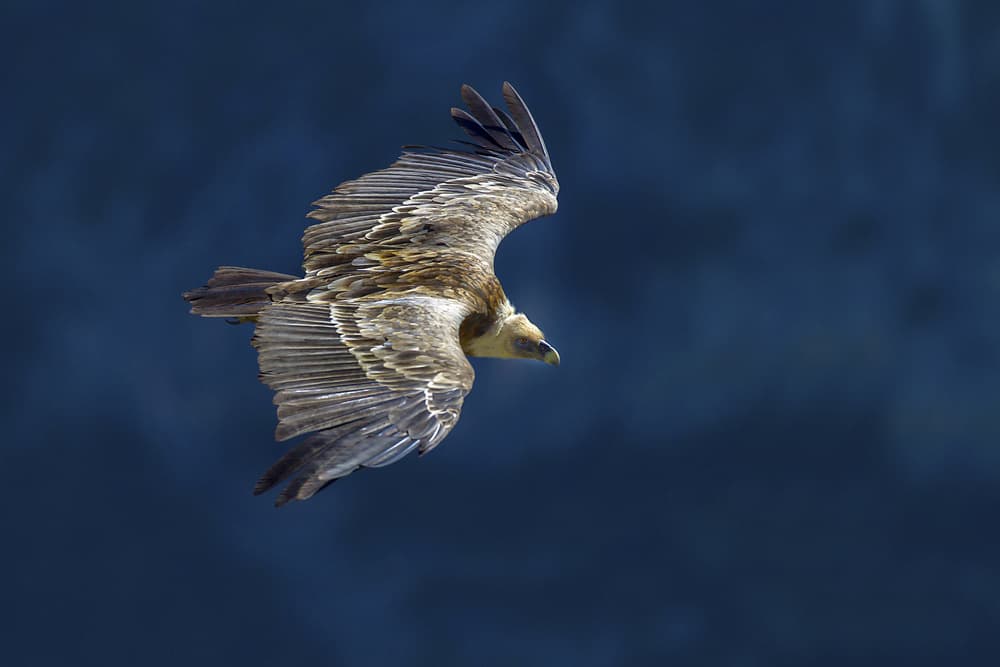Majestic Vulture in Flight by Marco Redaelli — canvas wall art