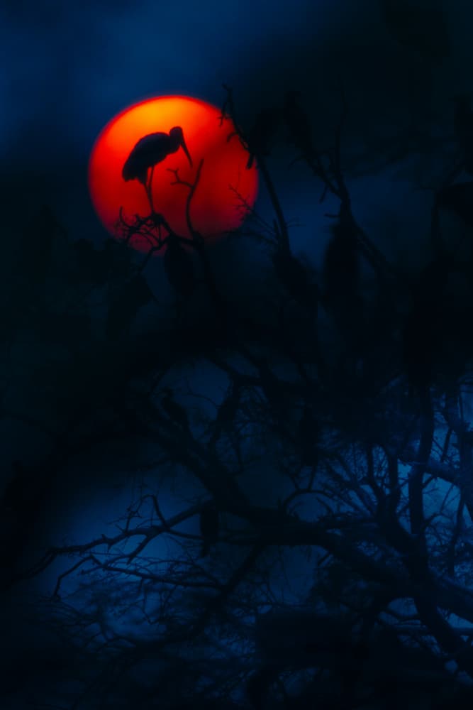 Bird Against Red Moon by Jayanta Guha — canvas wall art