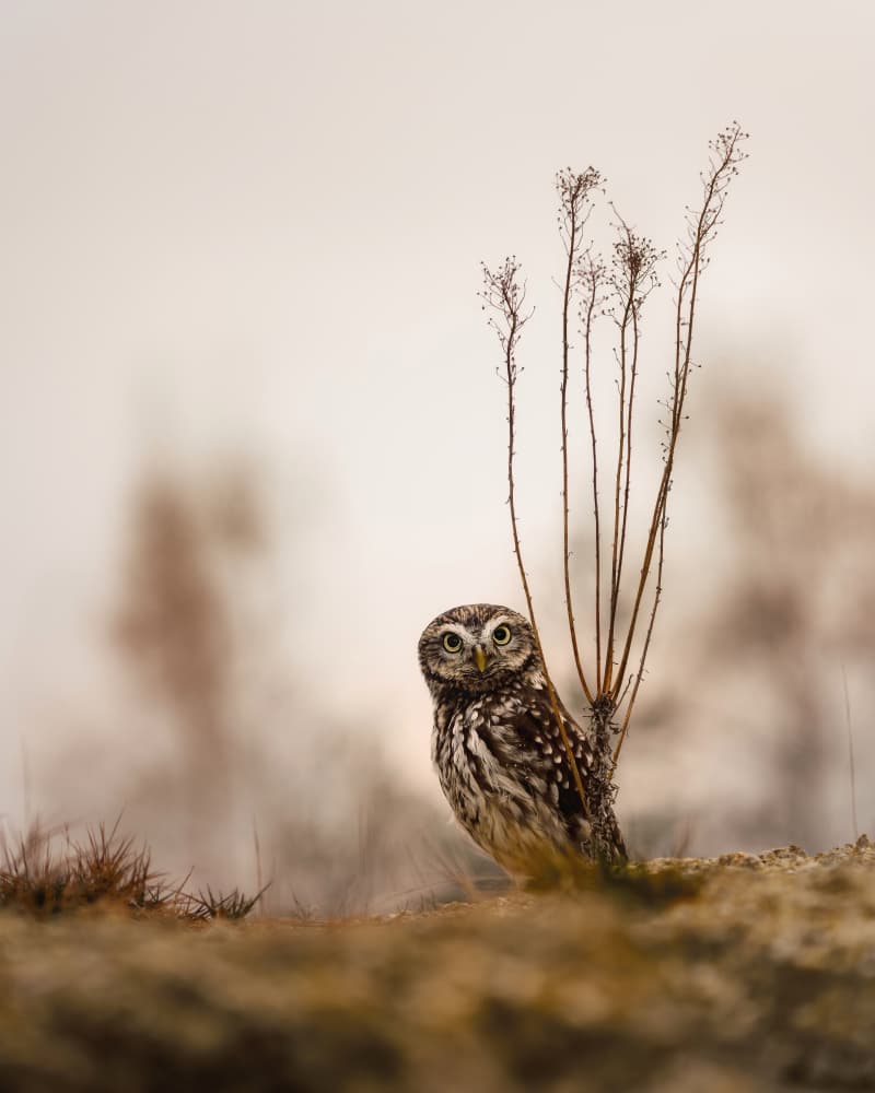 Earthy Little Owl by Michaela Firešová — canvas wall art