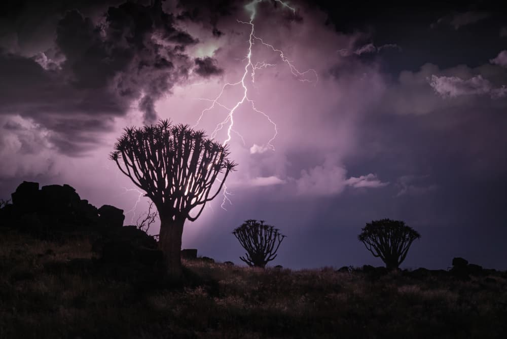 Lightning Over Quiver Trees by Willa Wei — canvas wall art