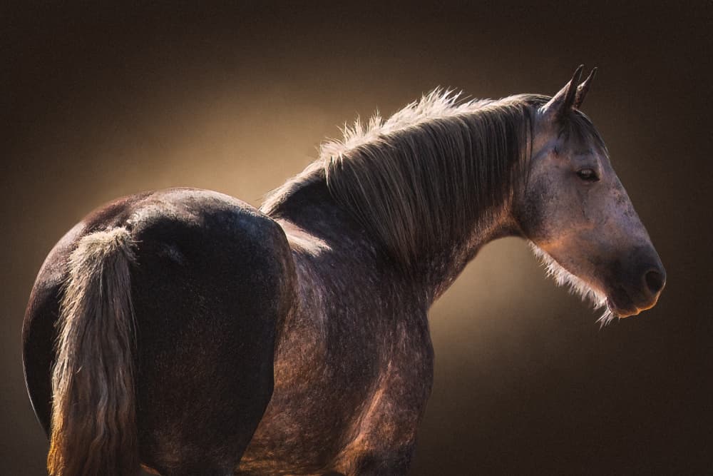 Elegant Grey Horse