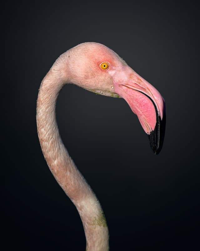 Pink Flamingo Portrait by fegari — canvas wall art