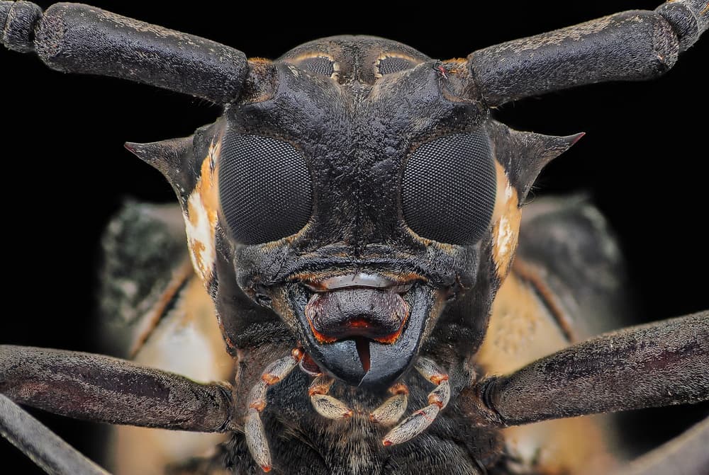 Longhorn Beetle Portrait by Edy Pamungkas — canvas wall art