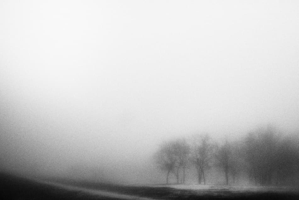 Misty Winter Trees by Codrin Lupei — canvas wall art