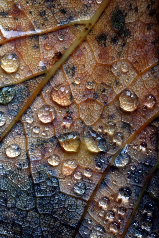 Colorful Leaf Raindrops by David McCracken — canvas wall art