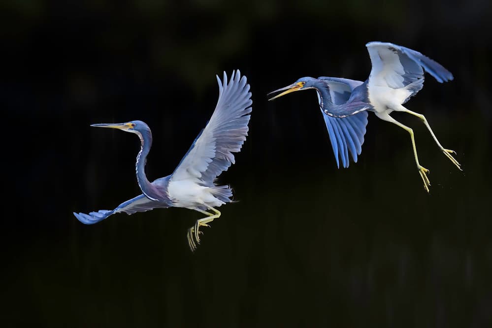 Herons in Flight by Rob Li — canvas wall art