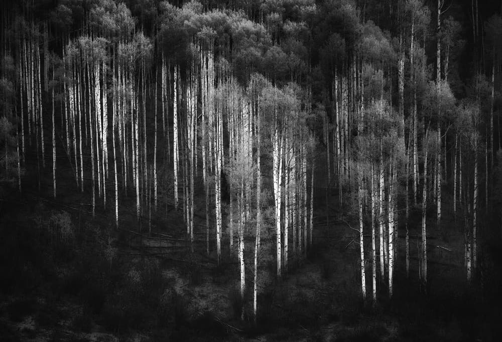 Radiant Birch Trunks by Atul Chopra — canvas wall art