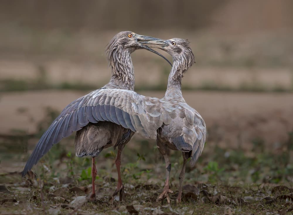 Intimate Bird Bonding by Greg Barsh — canvas wall art
