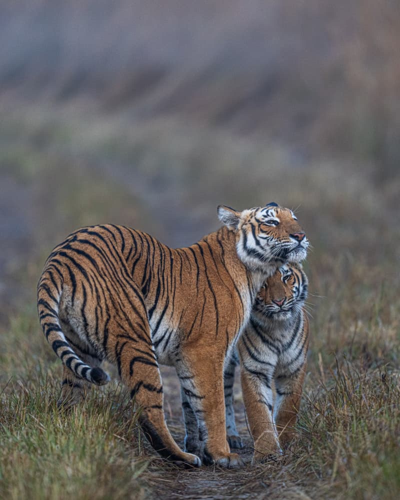 Tender Tiger Embrace by Yogesh Bhatia — canvas wall art