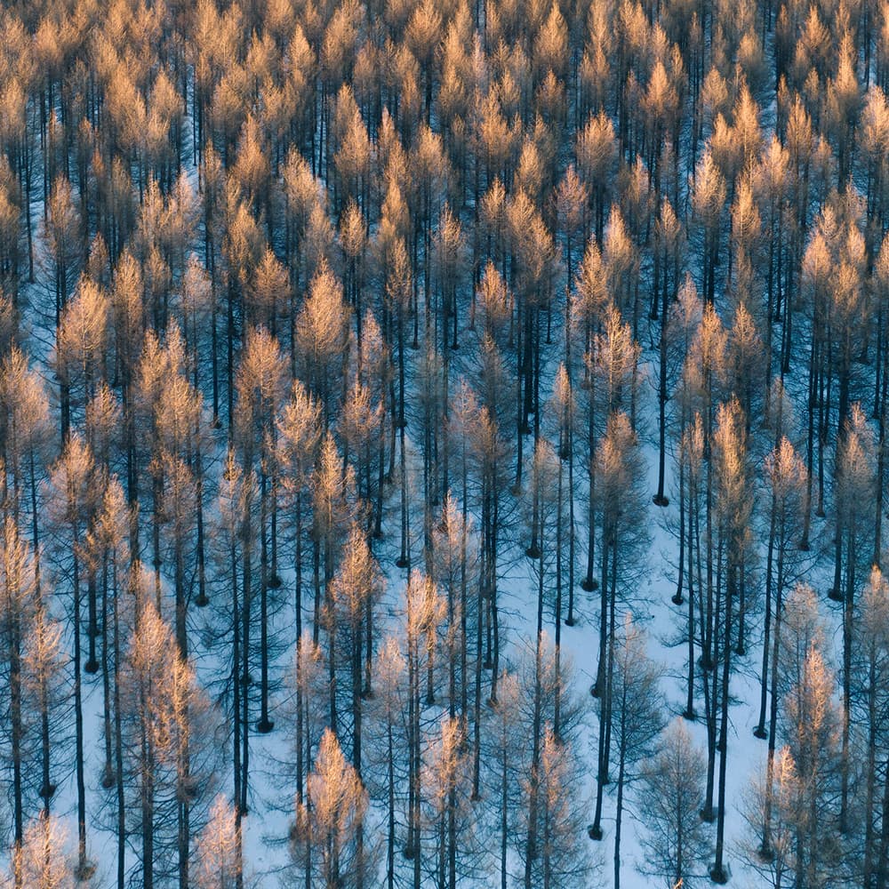 Golden Winter Forest by Bingo Z — canvas wall art