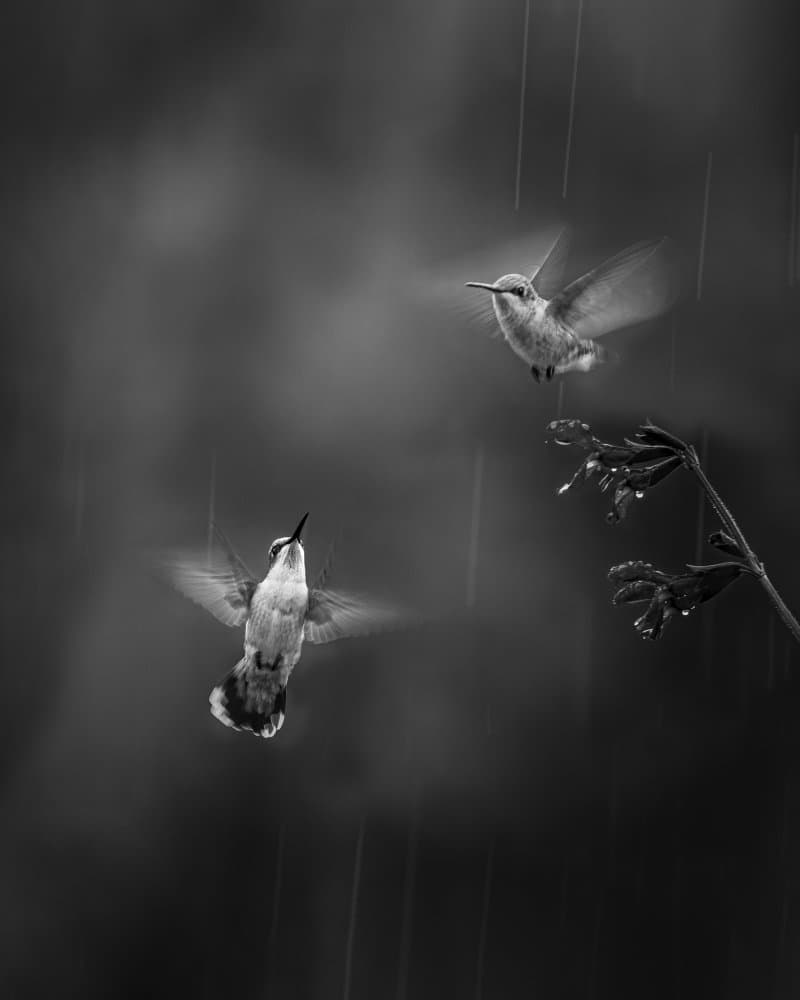 Hummingbirds In Rain by Mei Hu — canvas wall art