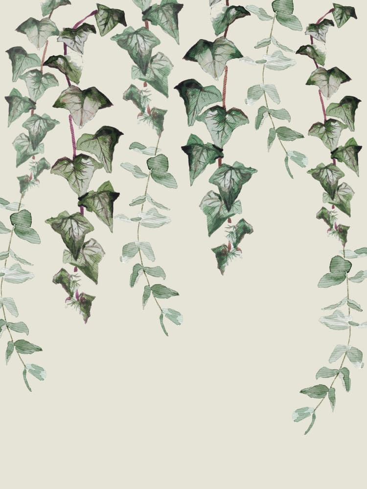 Ivy Y Eucalyptus by Anis Illustration — canvas wall art