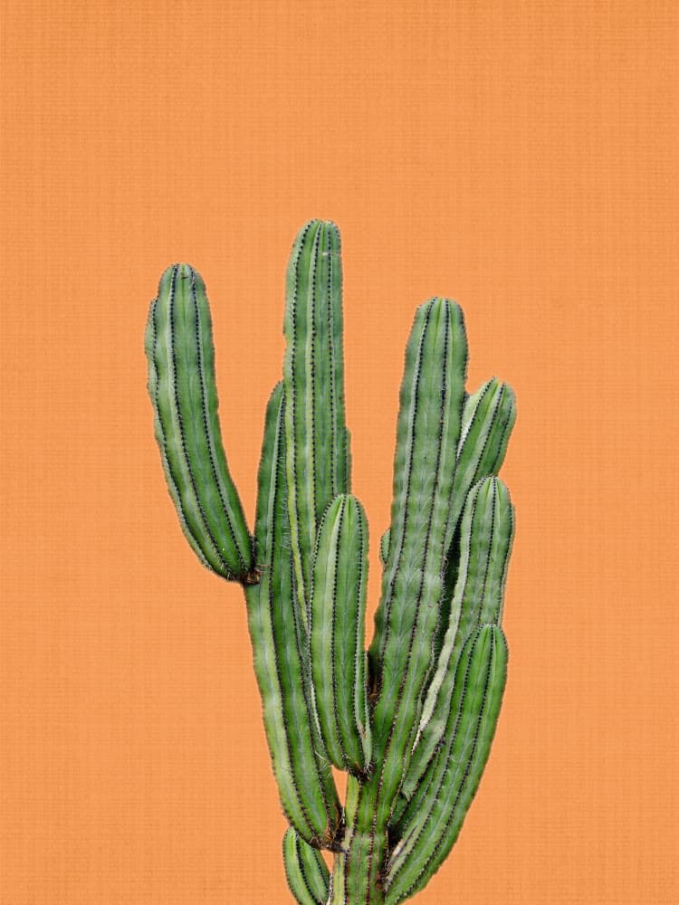 Vibrant Cactus Orange by Lila &amp; Lola — canvas wall art