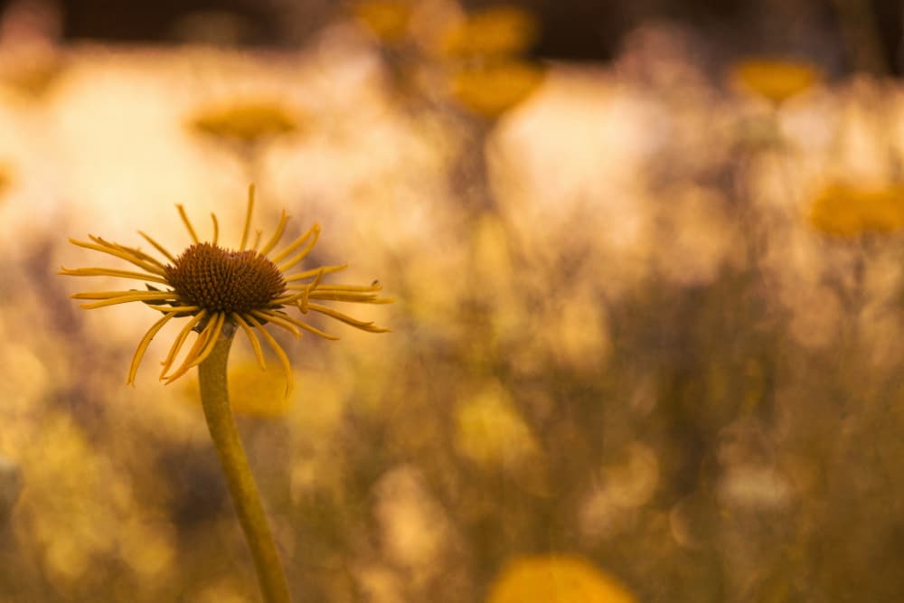 Sunlit Golden Flower by Xiang yang Cui — canvas wall art