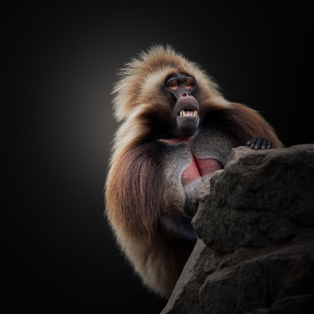 Fierce Gelada Baboon by Jörg Vollrath — canvas wall art