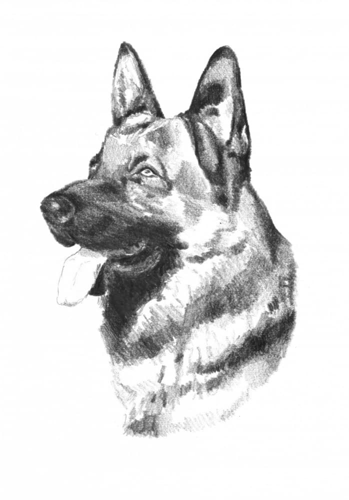 Dog Animal Art Drawing Sketch 19 by Kulik — canvas wall art